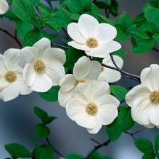 Схема вышивки «Цветы белые»