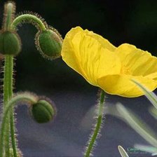 Схема вышивки «Желтый мак»