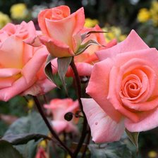 Схема вышивки «Розовые розы»