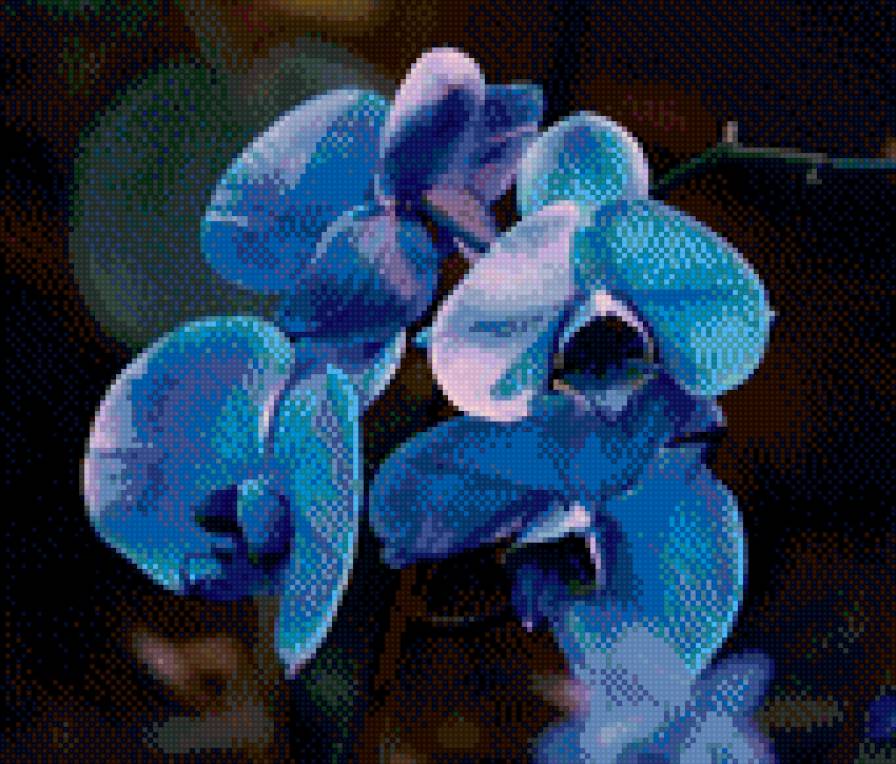 Голубая орхидея - орхидеи - предпросмотр