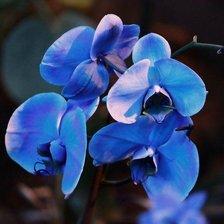 Голубая орхидея