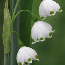 Схема вышивки «Ландыш»