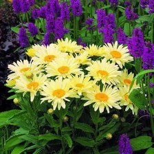 Схема вышивки «Цветы полевые»