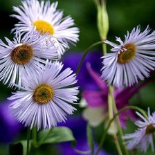 Схема вышивки «Цветы белые»