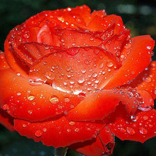 Схема вышивки «Алая роза»