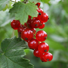 Схема вышивки «Красная смородина»