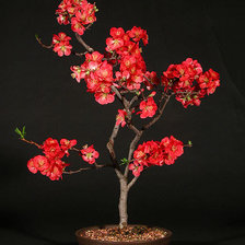 Схема вышивки «Вишневый бонсай. Для любви.»