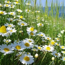 Схема вышивки «ромахи»