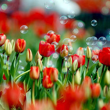 Схема вышивки «тюльпаны»