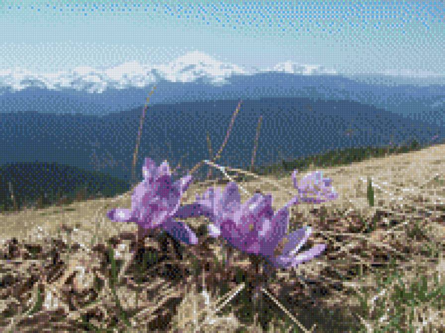 крокусы в карпатах - крокусы, цветы, карпаты - предпросмотр