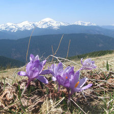 Схема вышивки «крокусы в карпатах»