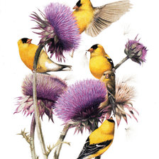 Схема вышивки «птицы»