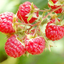 Схема вышивки «Малина»