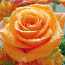 Оранжевая роза