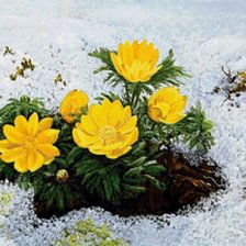 Схема вышивки «Подснежники»