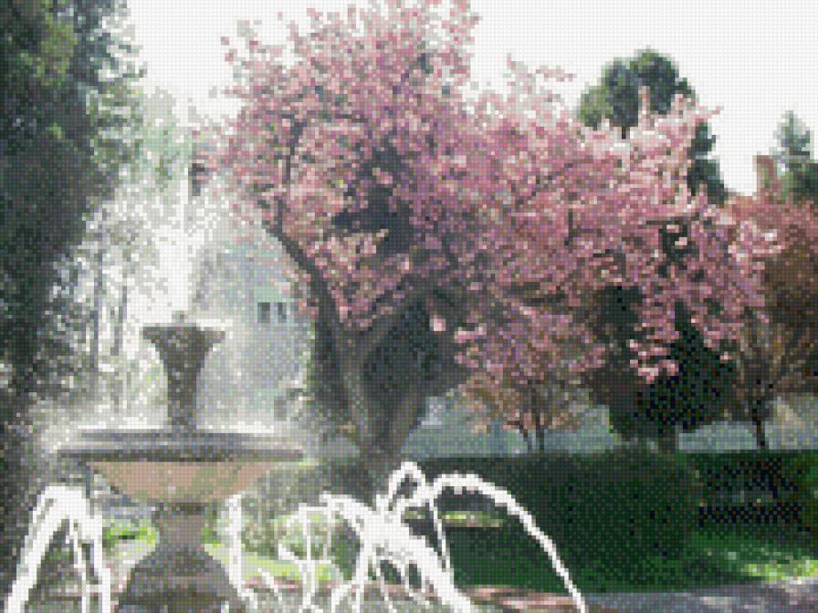 цветение сакурыв Мукачево - город - предпросмотр