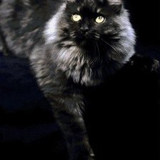 Схема вышивки «Кот»