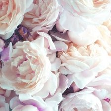 Схема вышивки «Нежность»