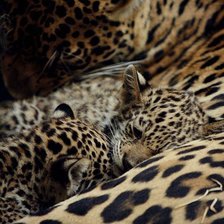 Схема вышивки «Мяу»