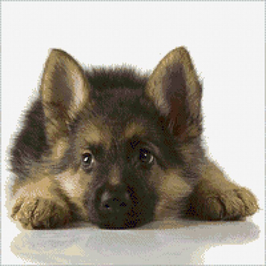 щенок - овчарка, щенок - предпросмотр