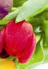 Схема вышивки «тюльпан3»