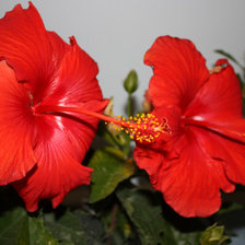 Схема вышивки «№874309»