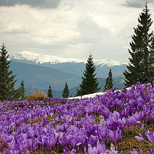 крокусы в карпатах