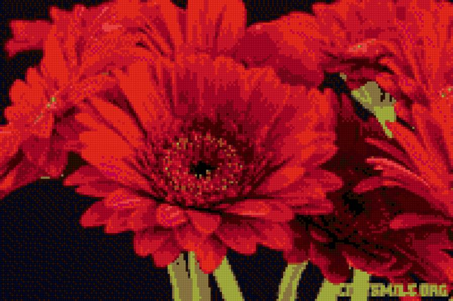 гербера 2 - предпросмотр