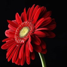 Схема вышивки «гербера 3»