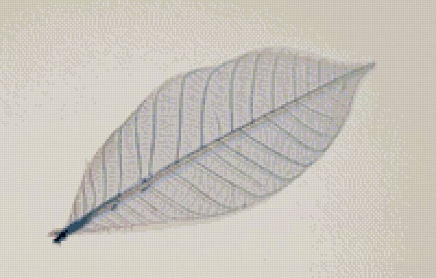 природная серия - листья, скелет - предпросмотр