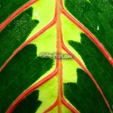 Схема вышивки «природная серия»