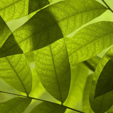 Схема вышивки «природная серия»