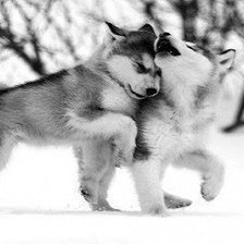 Схема вышивки «Вовки 3»