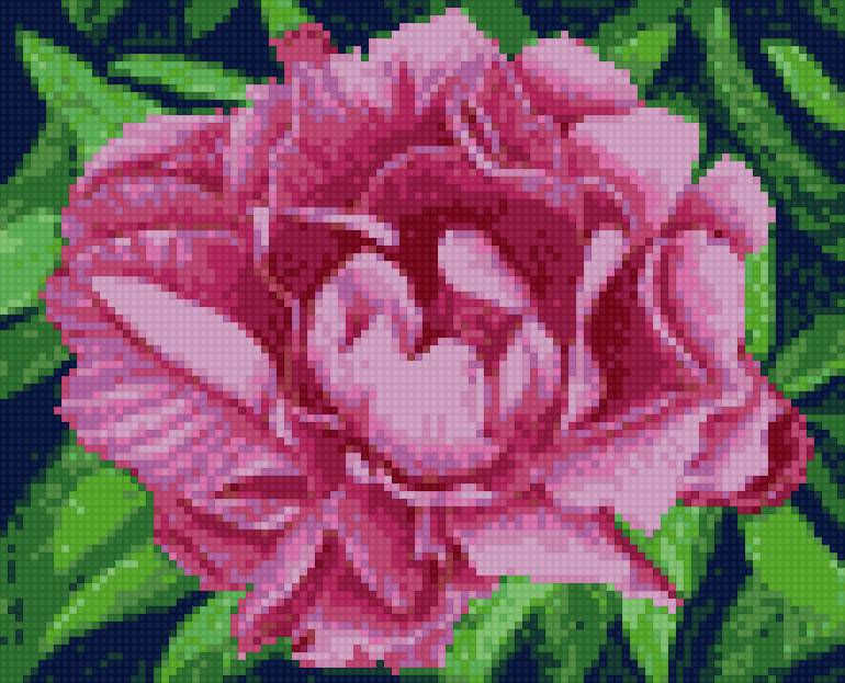 пион - цветы - предпросмотр