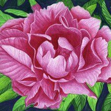 Схема вышивки «пион»