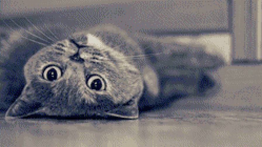 Киса - предпросмотр