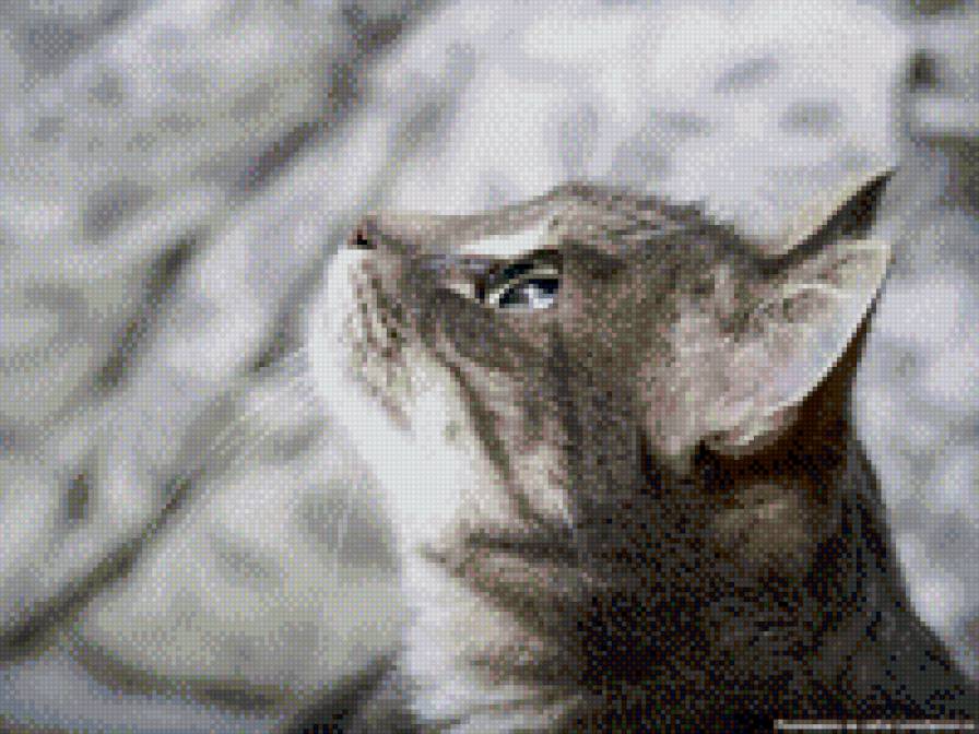 Киса 2 - предпросмотр