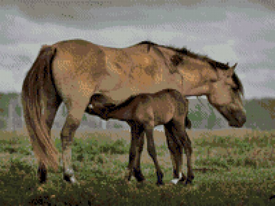 лошадь с жеребенком - жеребенок, лошадь - предпросмотр