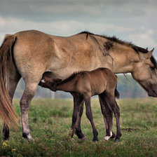 Схема вышивки «лошадь с жеребенком»