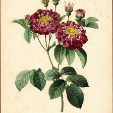 Схема вышивки «ветка шиповника»