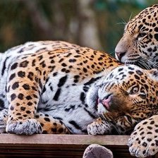 Схема вышивки «парочка»