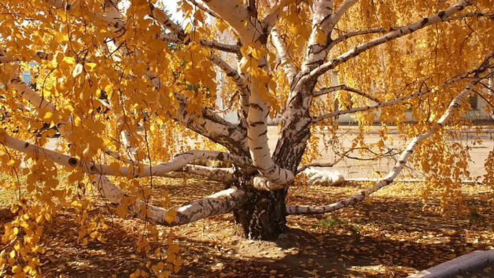 Интересное дерево - береза, осень, дерево - оригинал