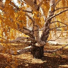 Схема вышивки «Интересное дерево»