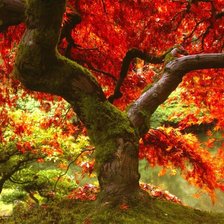 Схема вышивки «Осеннее дерево»