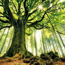 Схема вышивки «Дерево»