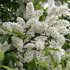 Схема вышивки «Цветущая ветка»