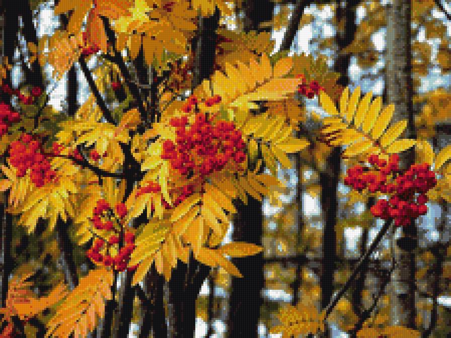 Осень,рябина - осень, рябина - предпросмотр