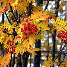 Схема вышивки «Осень,рябина»