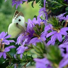 Схема вышивки «Бабочка»