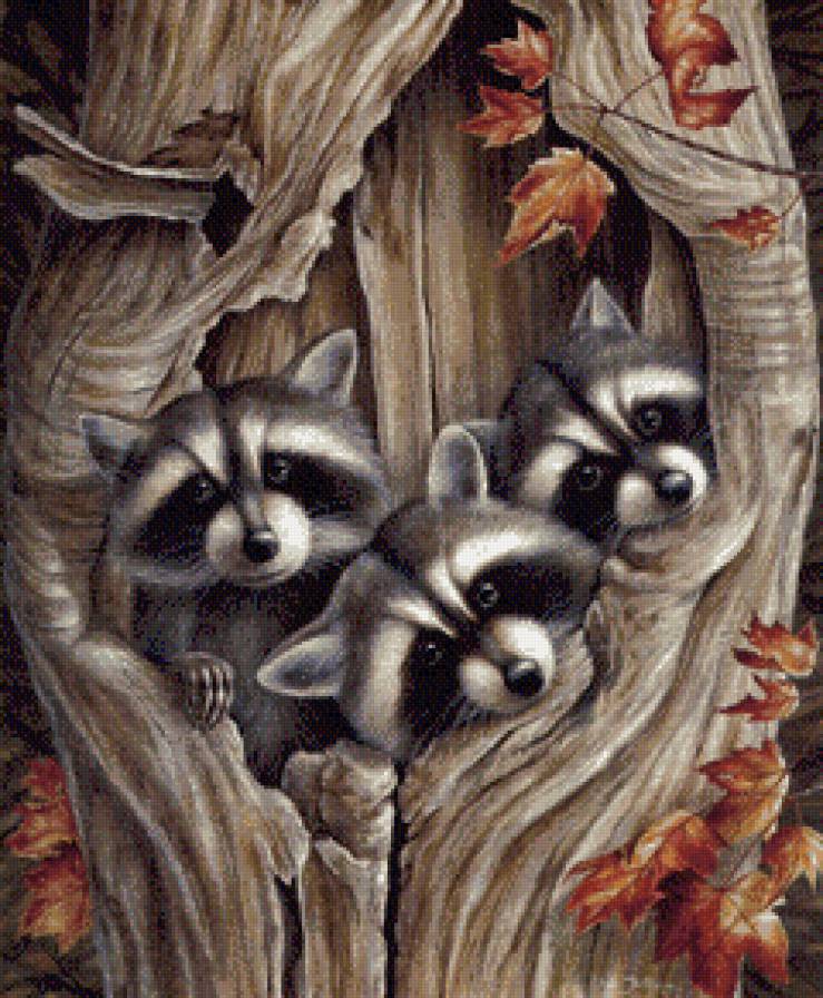 Еноты - еноты, животные - предпросмотр